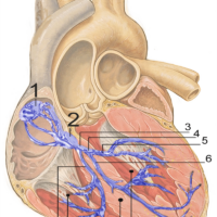 EKG Review & Basic 12 Lead ECG Interpretation Course