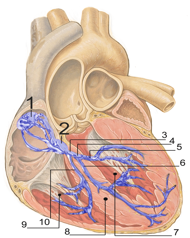 EKG Review & Basic 12 Lead ECG Interpretation Course